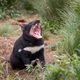 A tasmanian devil shortly after being introduced to a wildlife sanctuary on the Australian mainland.